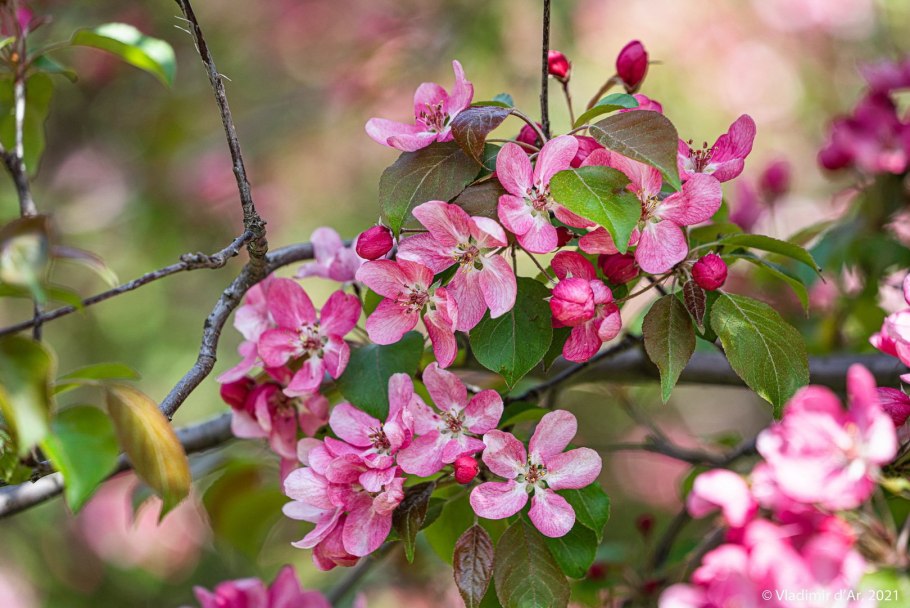 Яблоня Сибирская дичка