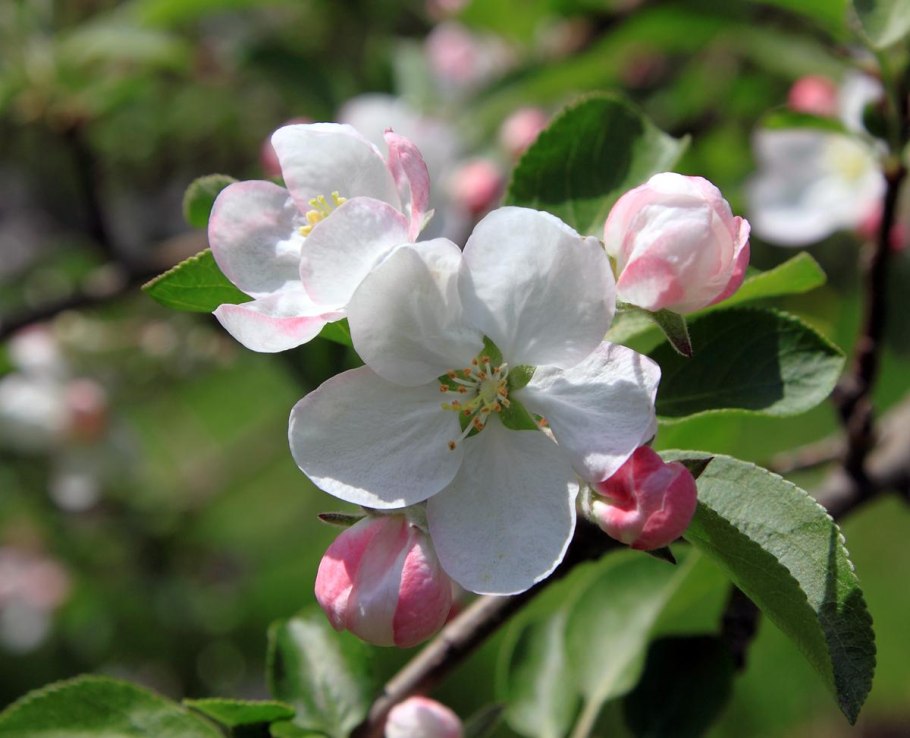 Яблоня Ягодная gracilis