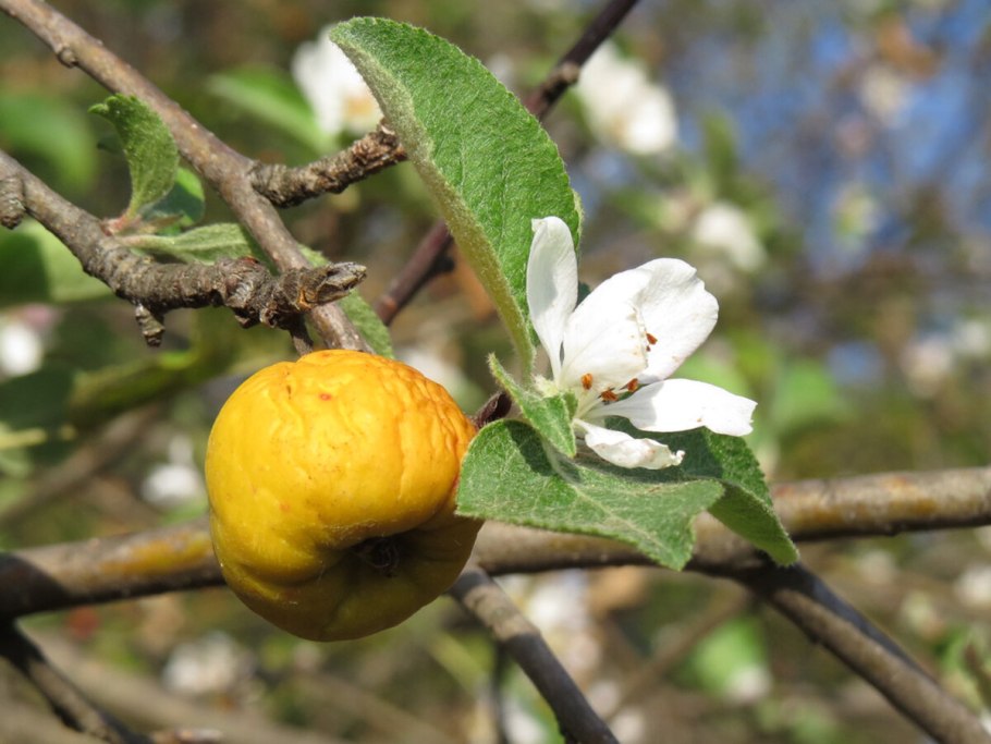Яблоня хубейская ареал