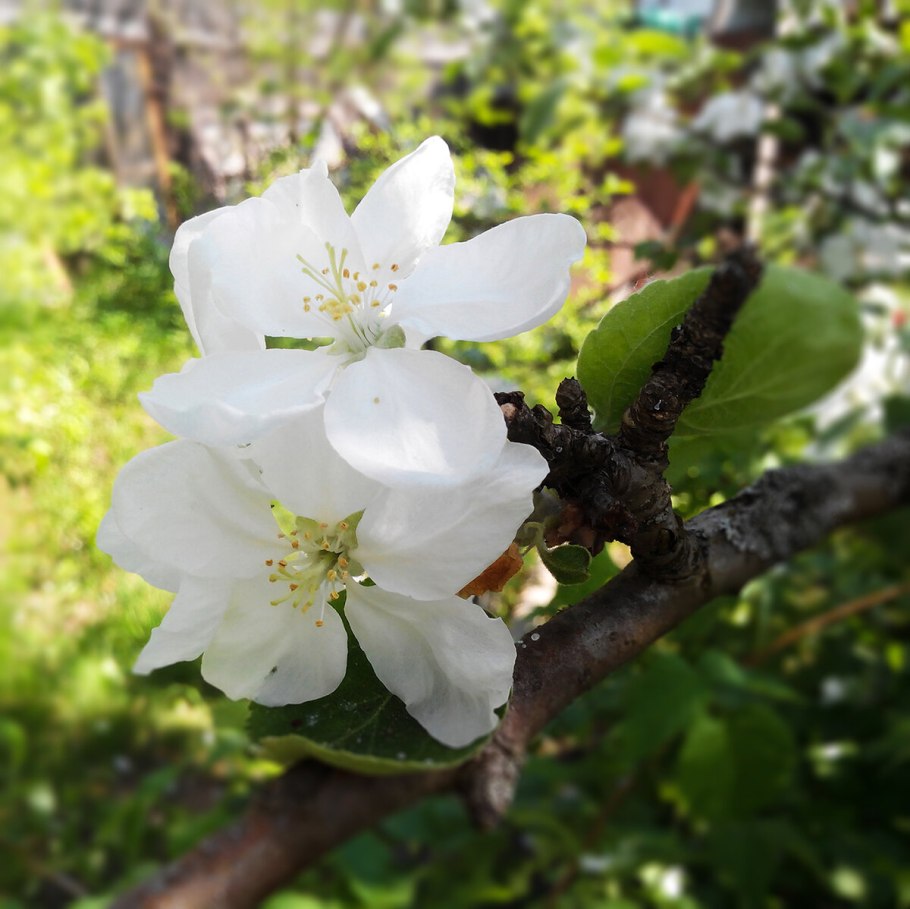 Яблоня Зибольда Freja