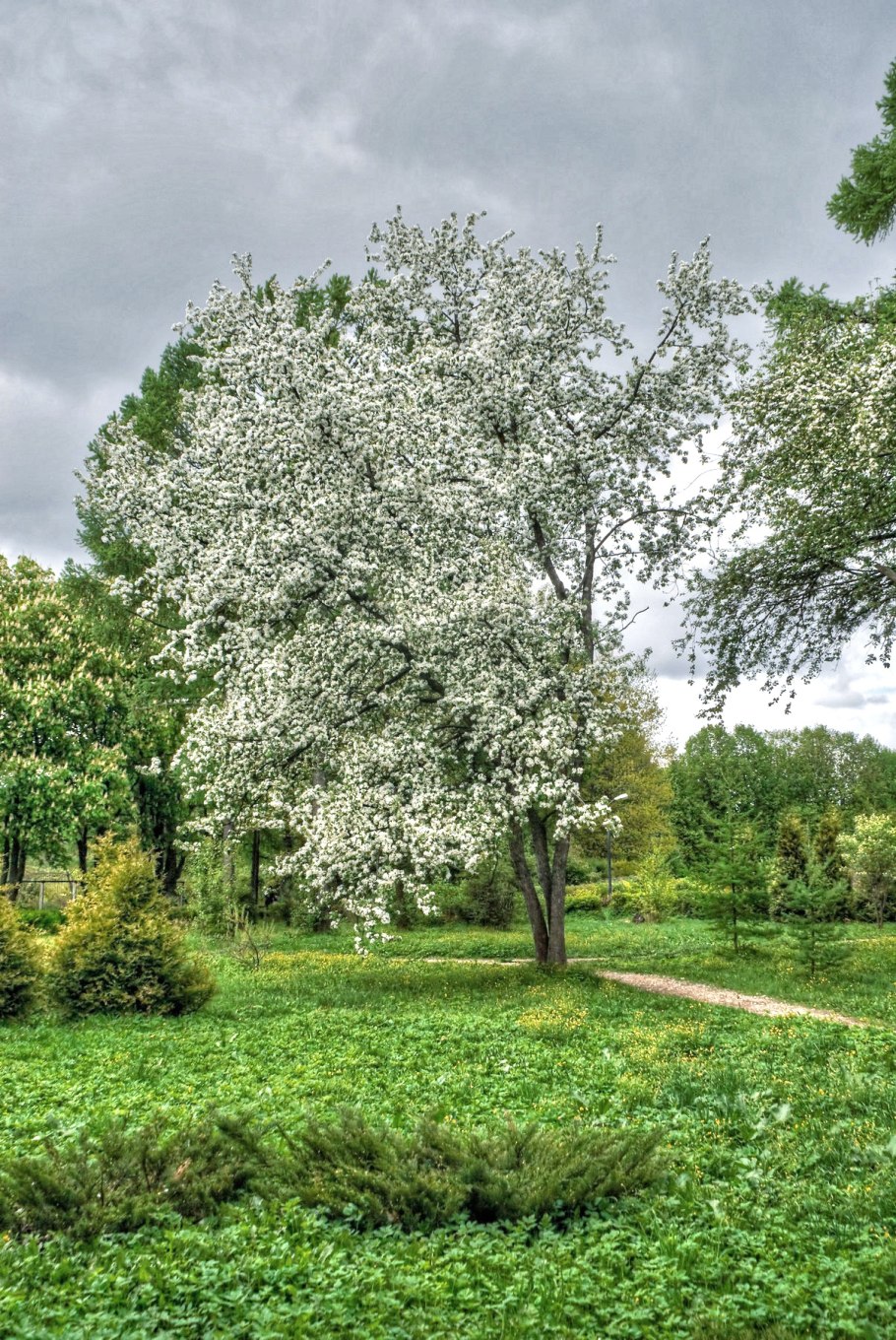 Яблоня маньчжурская (Malus manshurica)