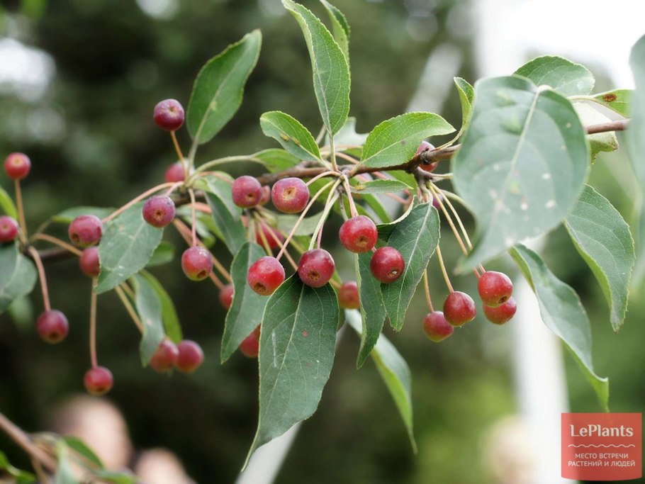 Яблоня маньчжурская Malus mandshurica