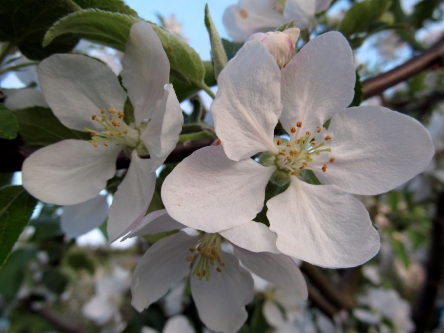 Яблоня маньчжурская у моря