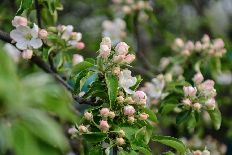Маньчжурская красавица слива цветет