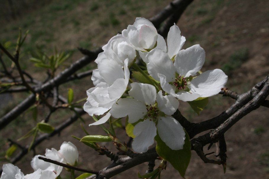 Яблоня маньчжурская Дарьюшка