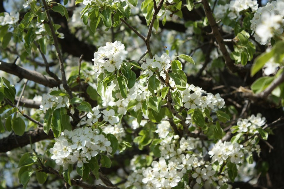 Яблоня маньчжурская крона