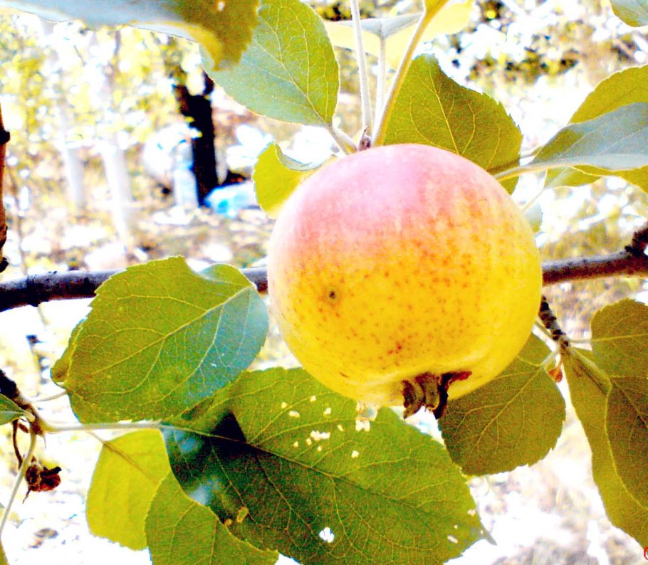 Яблоня хубейская