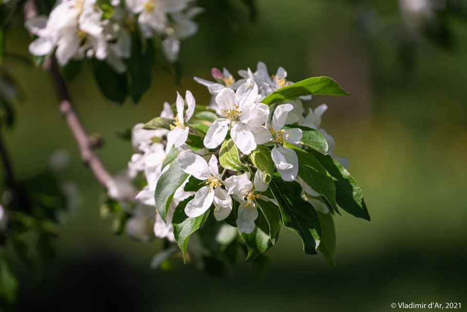 Засохшая яблоня в саду