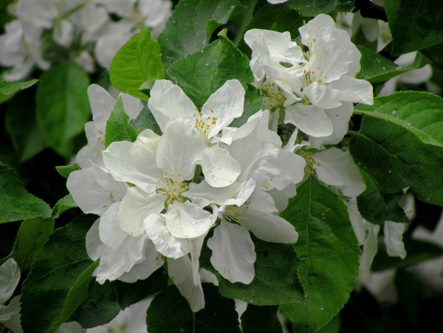 Яблоня которая по земле