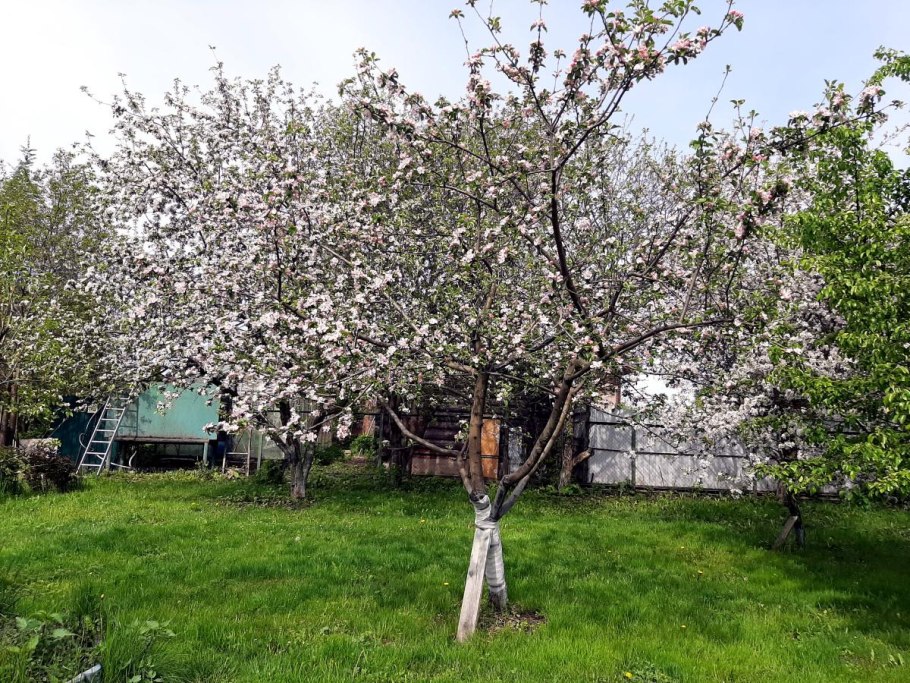 Парк Коломенское цветение яблонь 2021