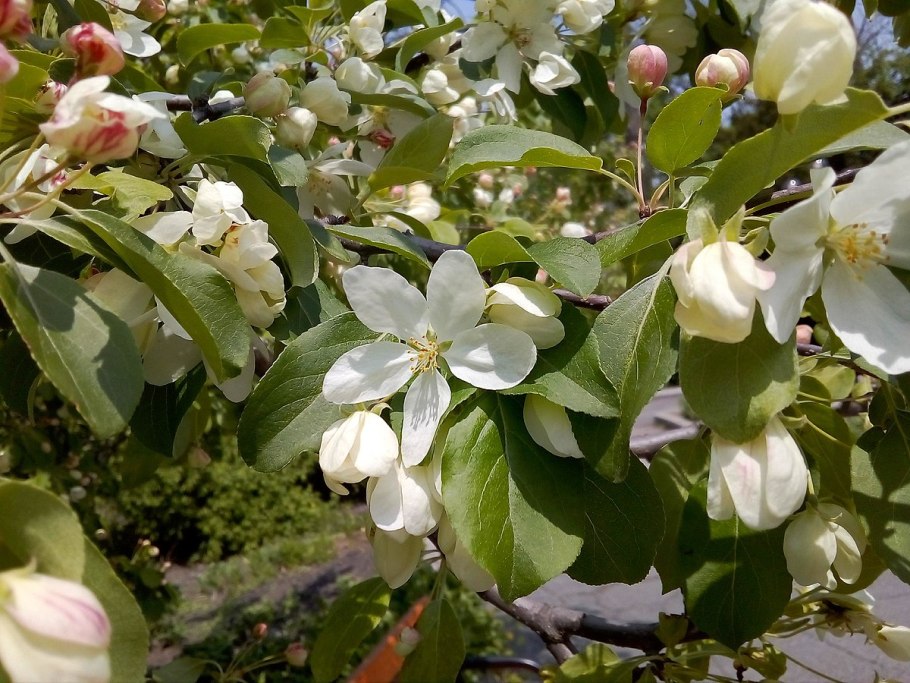 Барнаул цветущие яблони