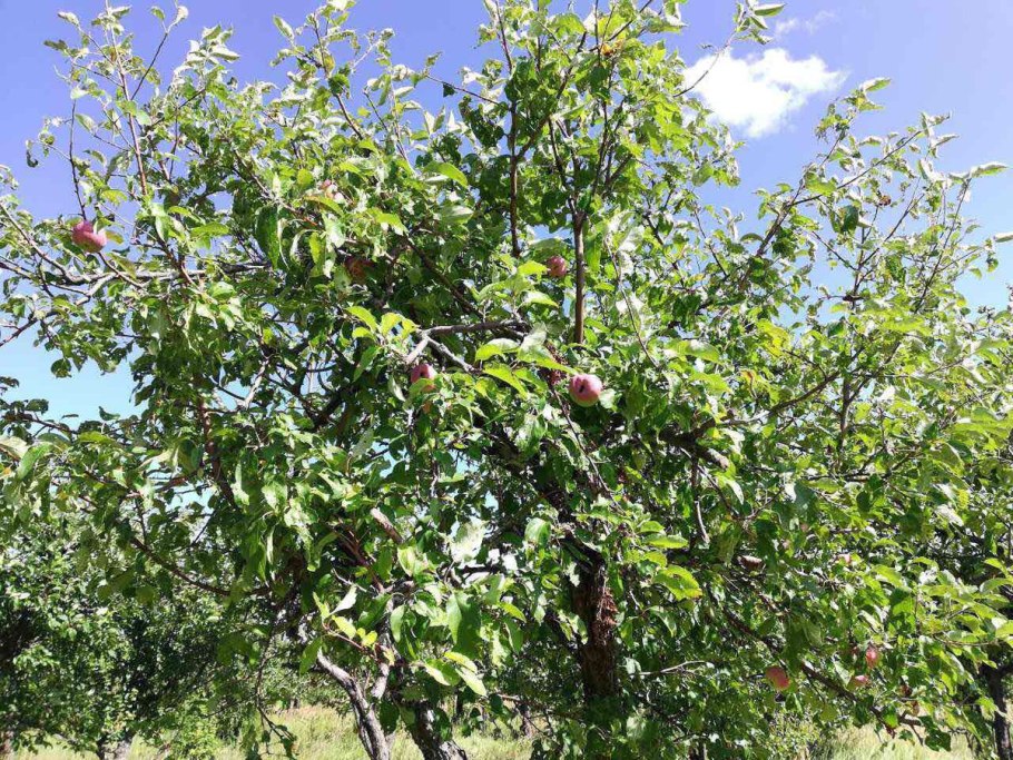Яблоня Восточная