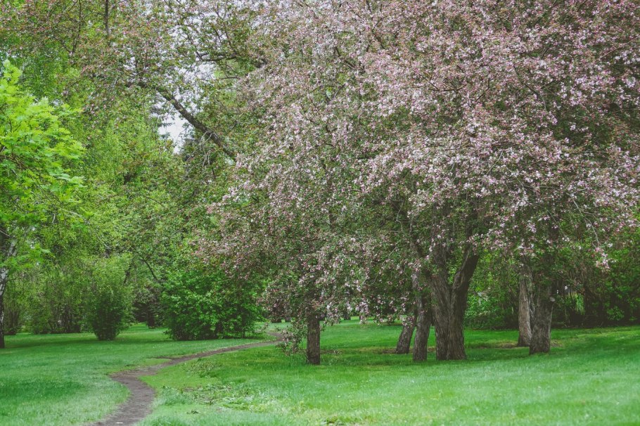Яблоня маньчжурская Malus mandshurica