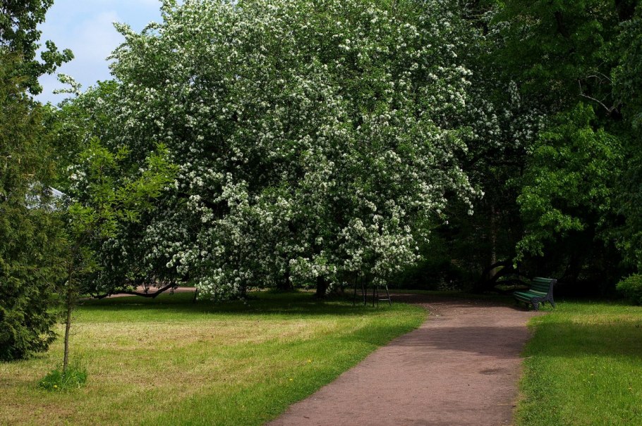 Яблоня Лесная (Дикая) (Malus Sylvestris)