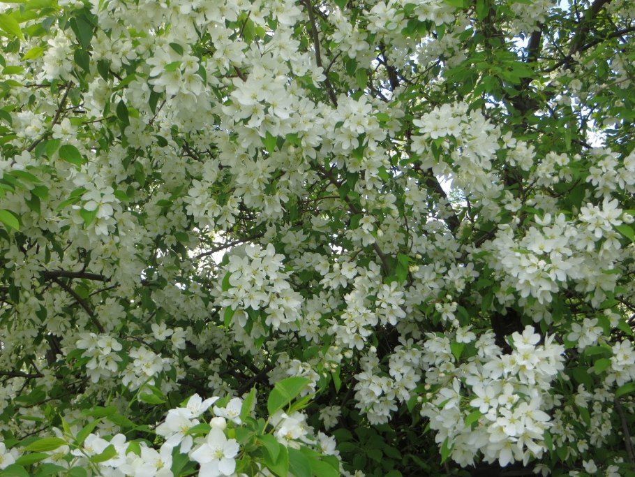 Яблоня анис полосатый