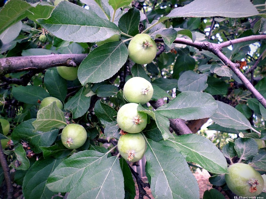 Абрикос Сибирский дерево цветет