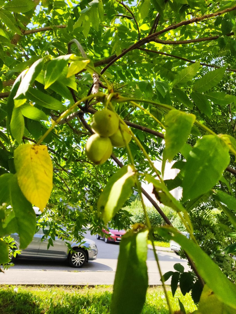 Цветущие яблони в Бирюлево