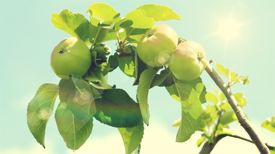 Яблоня хубейская