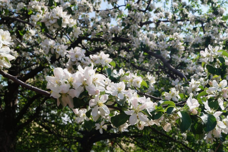 Алыча маньчжурская красавица