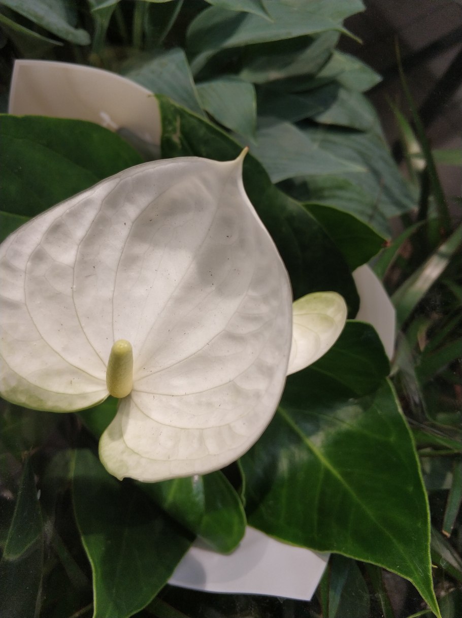 Антуриум Майорка