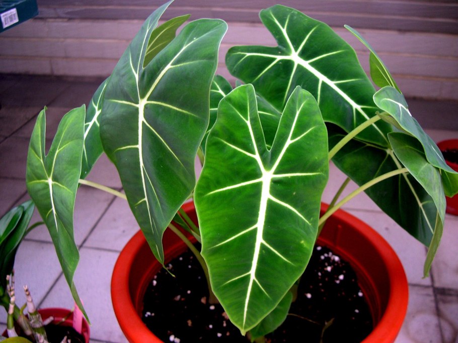 Антуриум эпифит