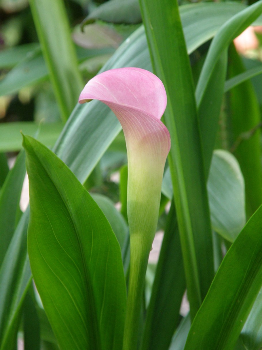 Семейство: Ароидные (Araceae)