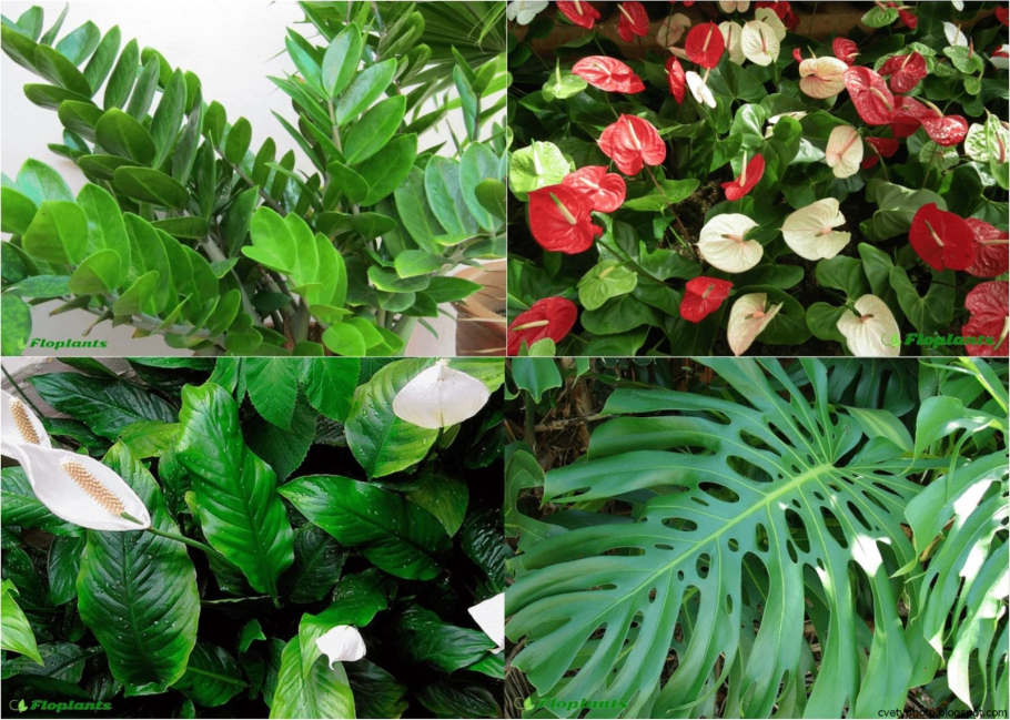 Диффенбахия, монстера и Антуриум.