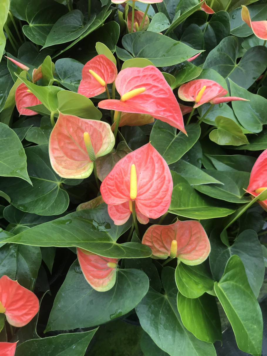 Алоказия клобучковая