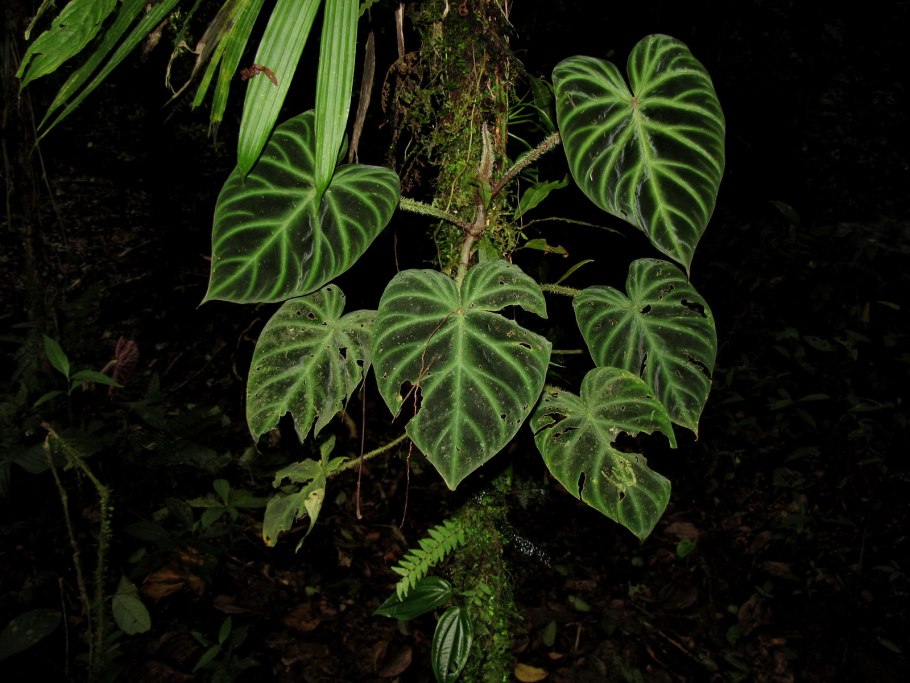 Филодендрум Империя Грин