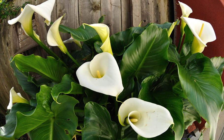 Филодендрон Марциуса