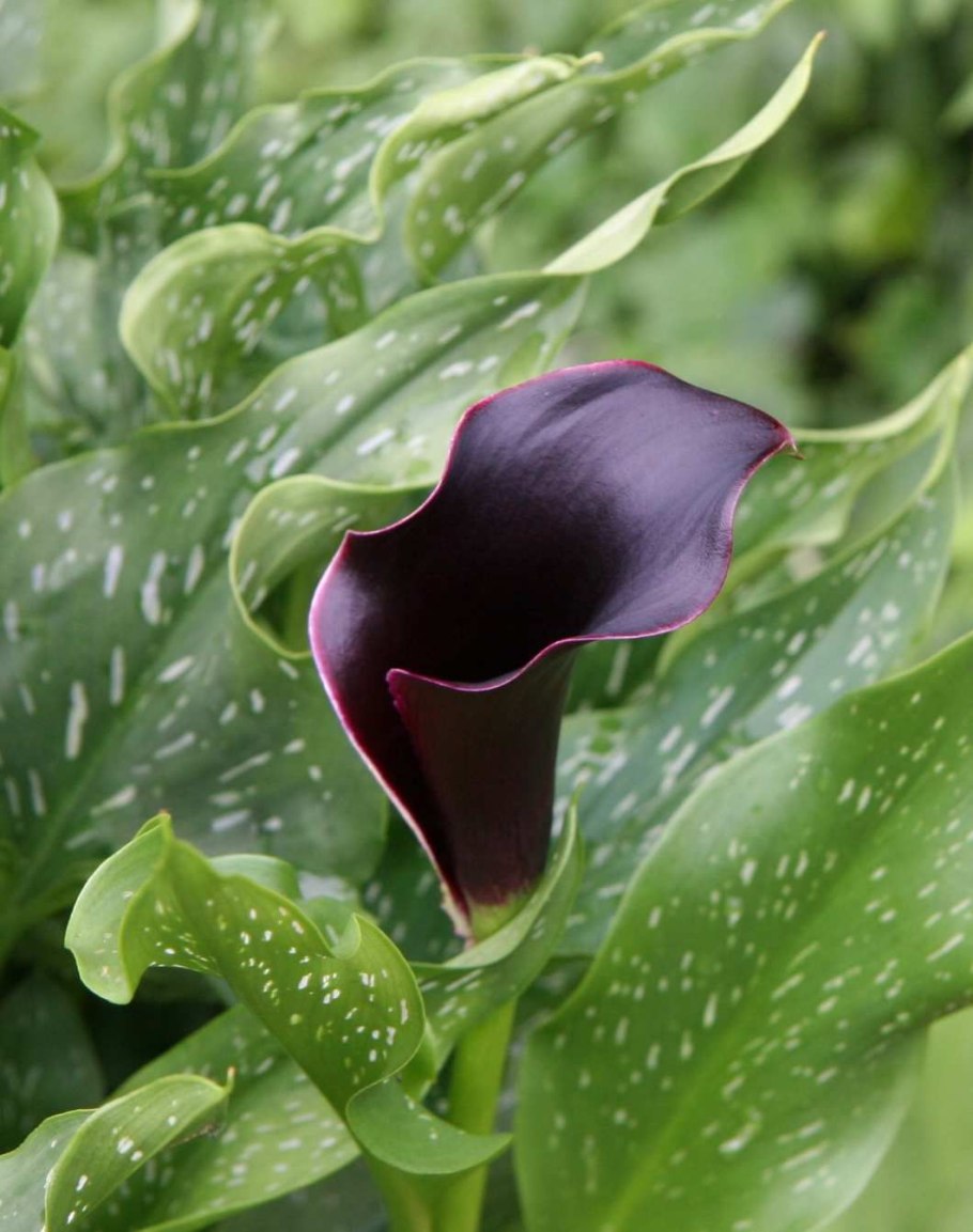 Эпипремнум золотистый Ароидные