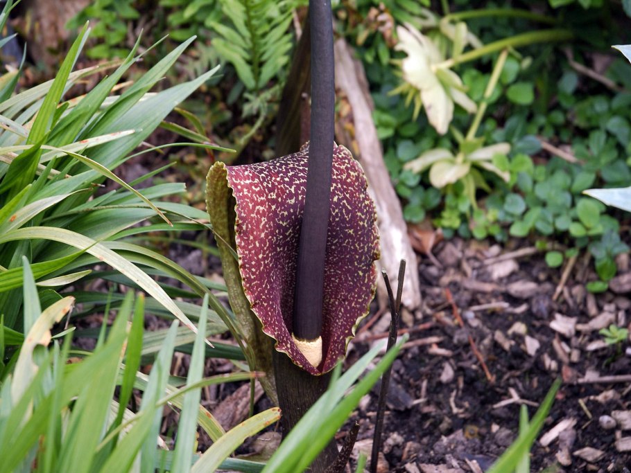 Семейство Аронниковые (Araceae)