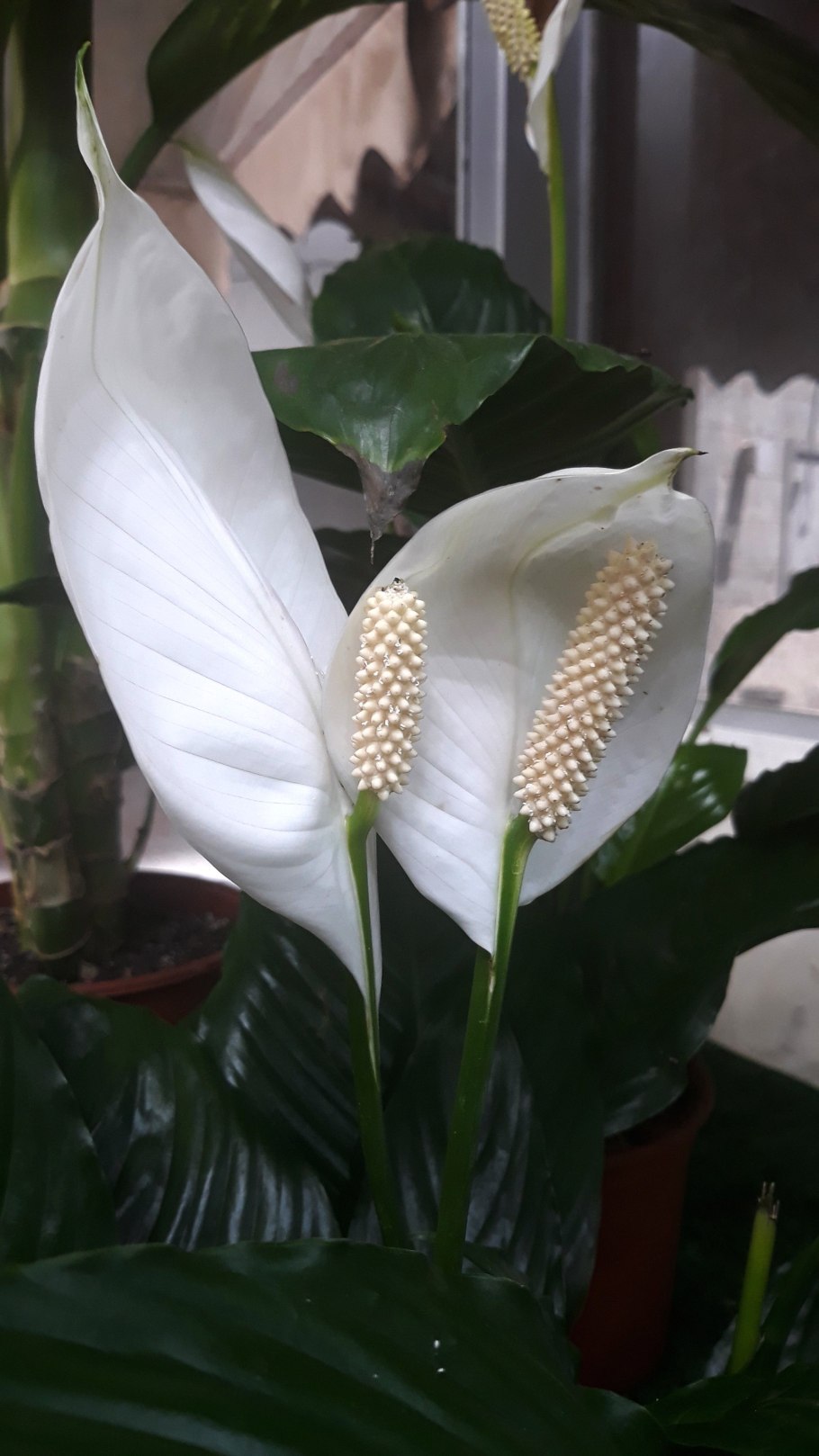 Коала цветок