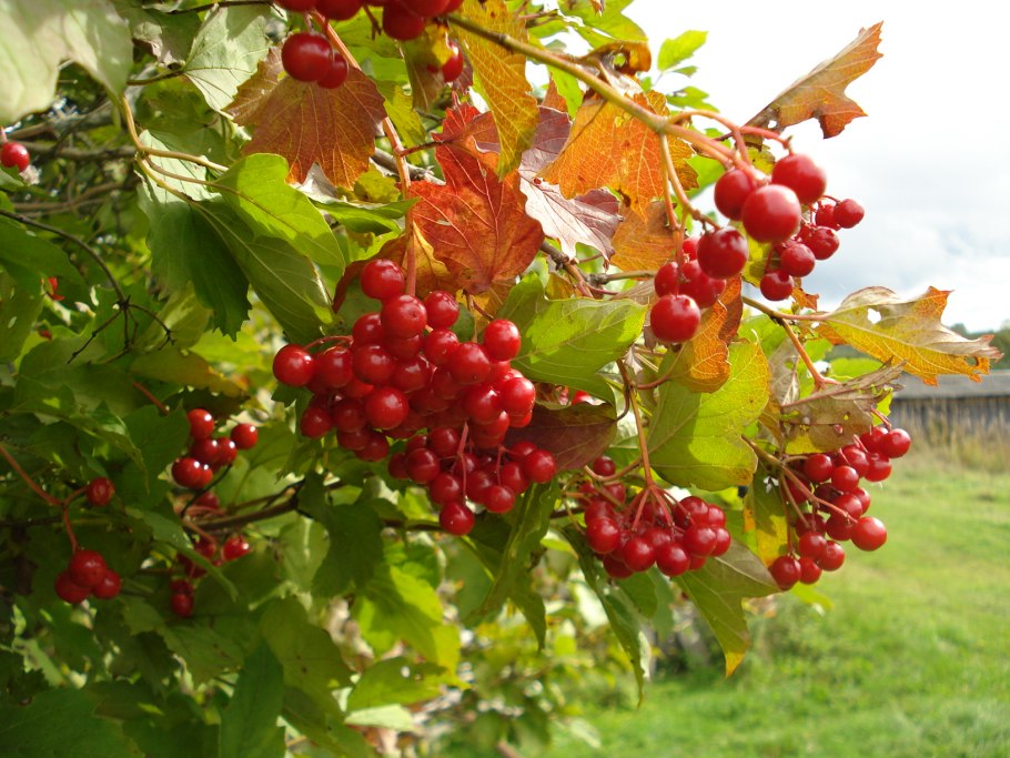 Калина гордовина Viburnum Lantana