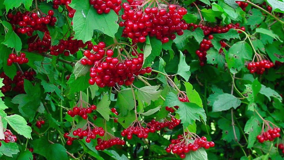 Калина обыкновенная