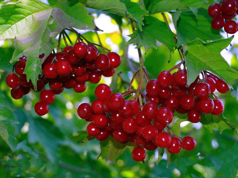 Калина обыкновенная Компактум