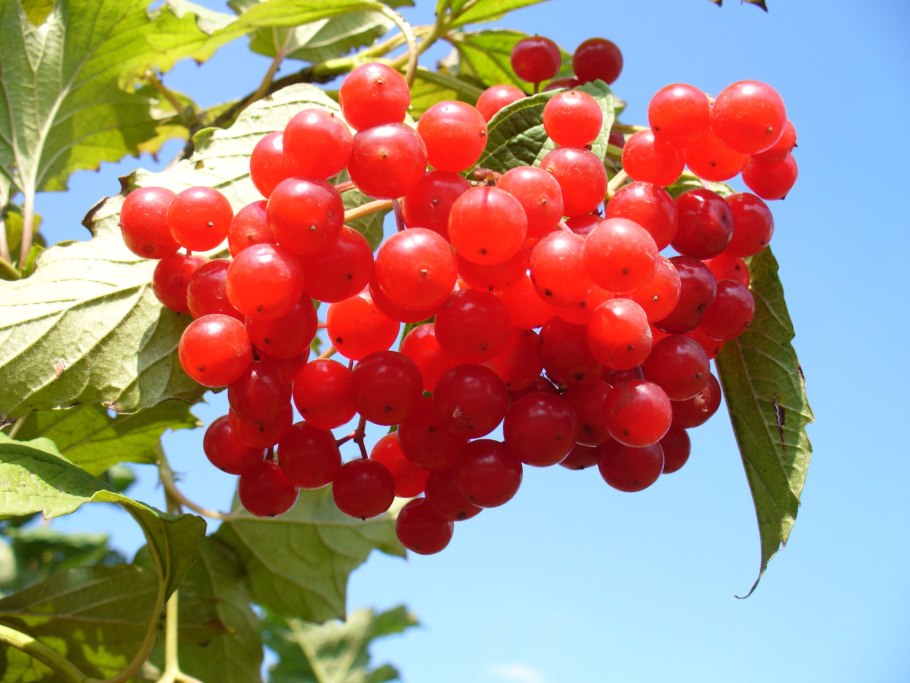 Калина обыкновенная красная гроздь