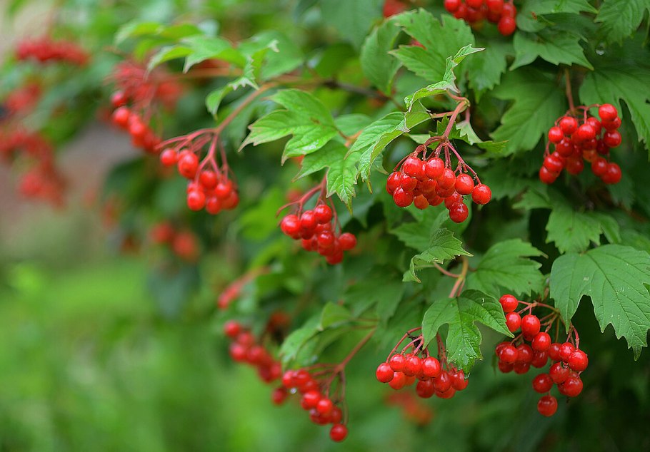 Ягоды калины