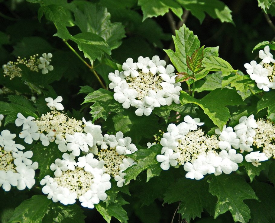 Калина (Viburnum)
