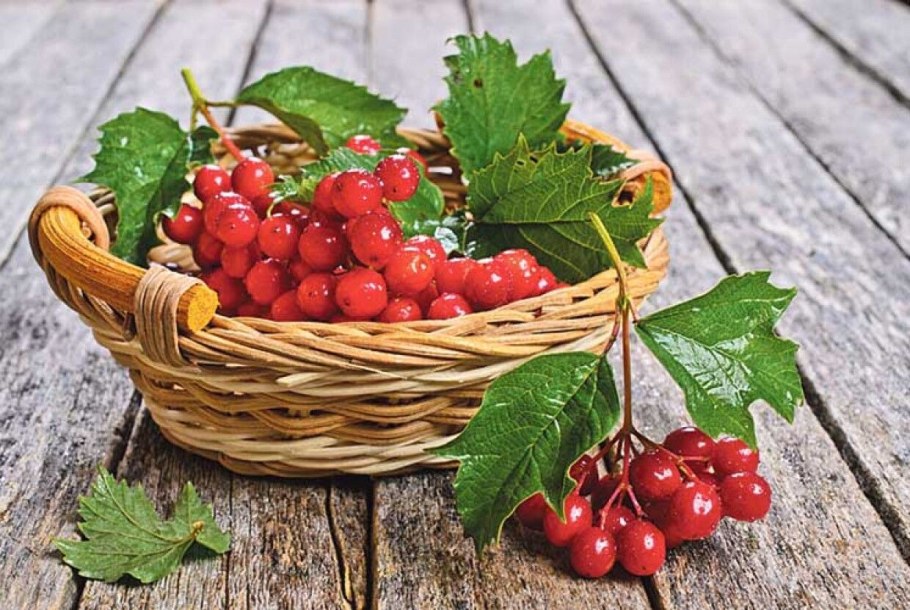 Калина красная (обыкновенная) красная гроздь