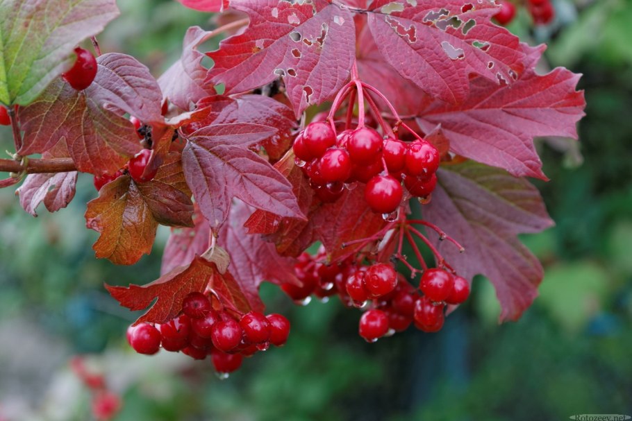 Калина плодовая Таежные рубины