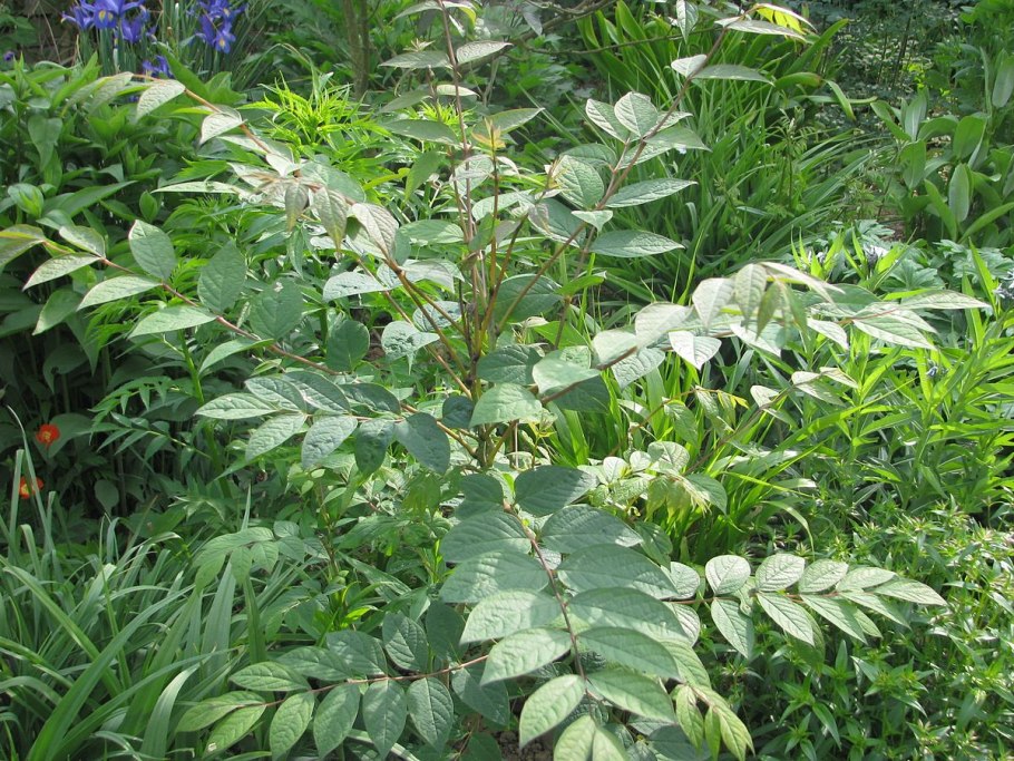 Decaisnea fargesii (Декенея)