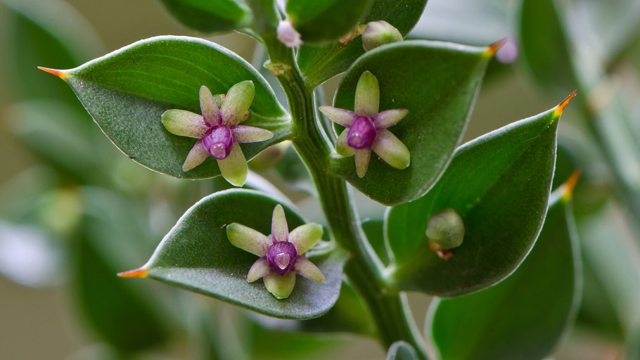 Calotropis gigantea (Калотропис)