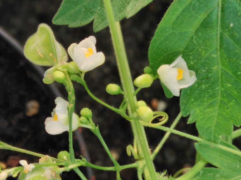 Decaisnea fargesii (Декенея)