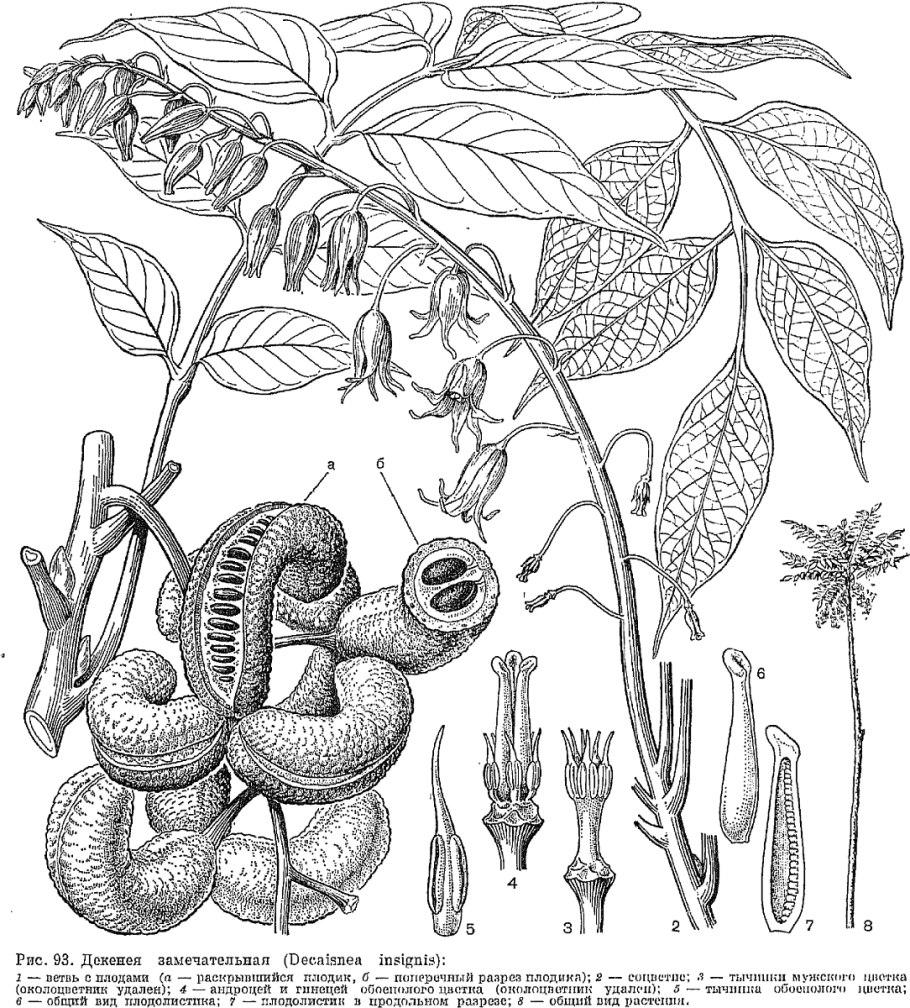 Хольбелия растение