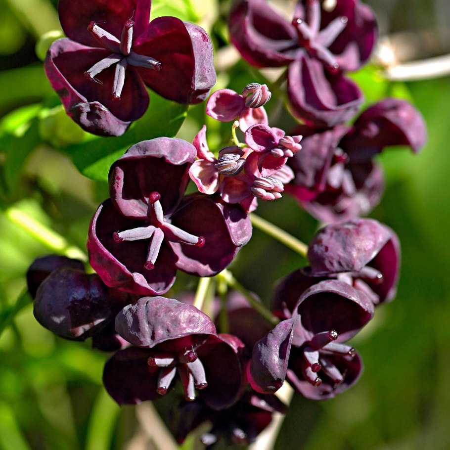 Иглица Понтийская кладодии