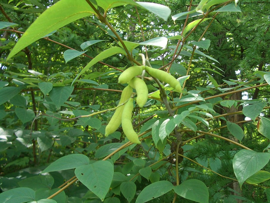 Дерево павлония войлочная