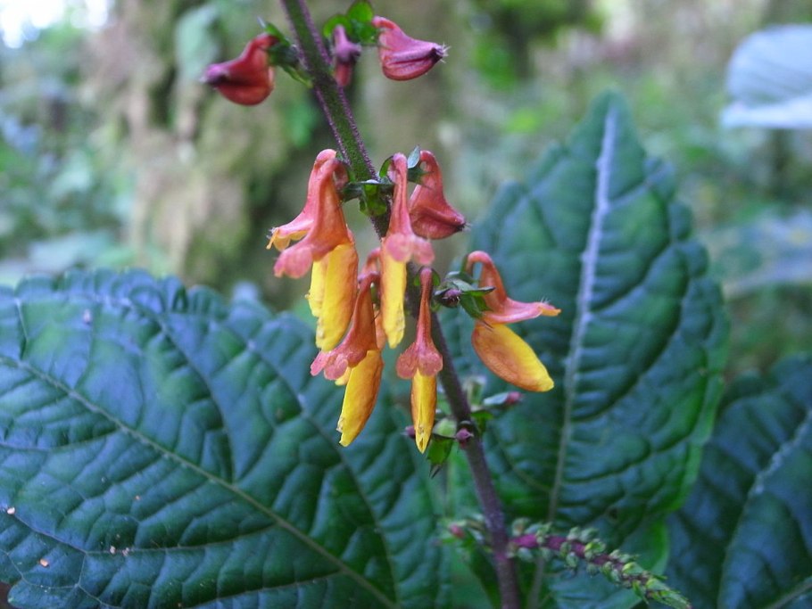 Колеус шпороцветник