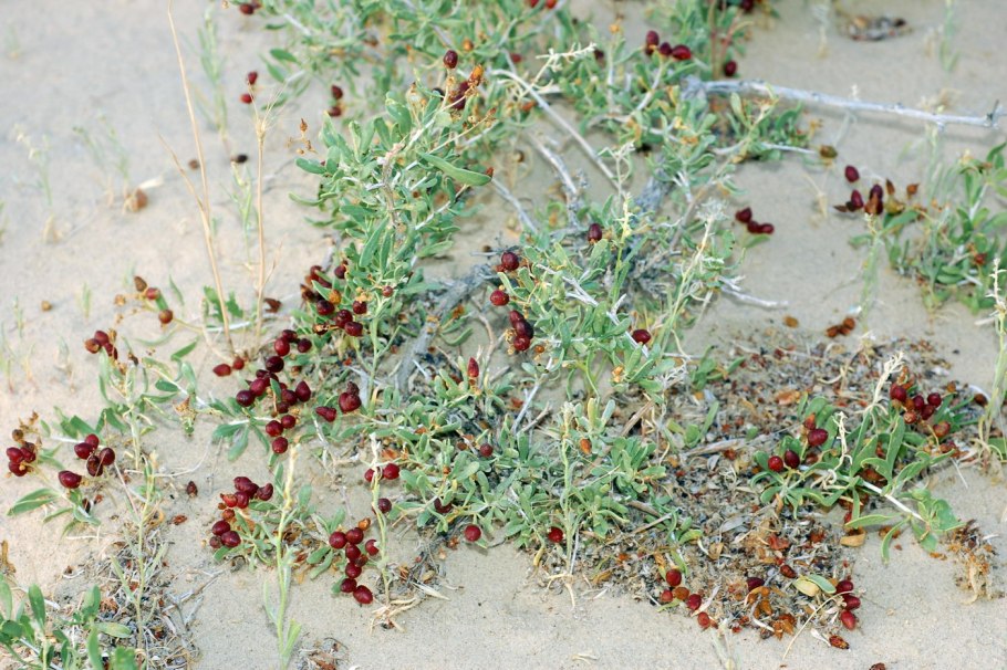 Ягода Селитрянка Сибирская