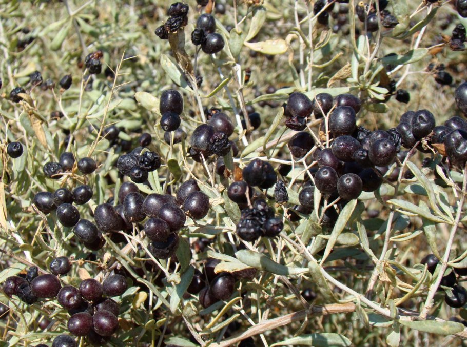 Селитрянка Шобера (Nitraria schoberi)